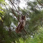 Holiday Residence Πανσιόν Turi